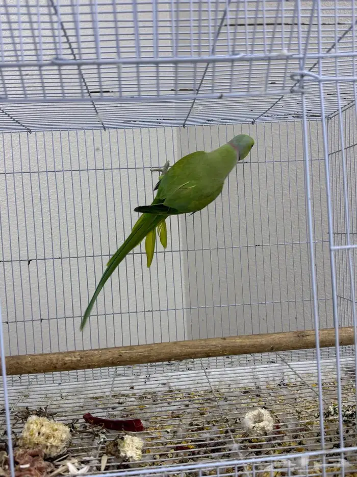 ذكر دره حجم جامبو 3