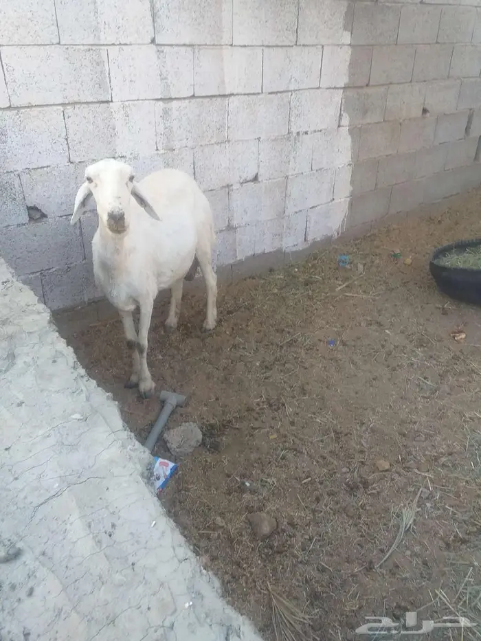 نهجه للبيع 0