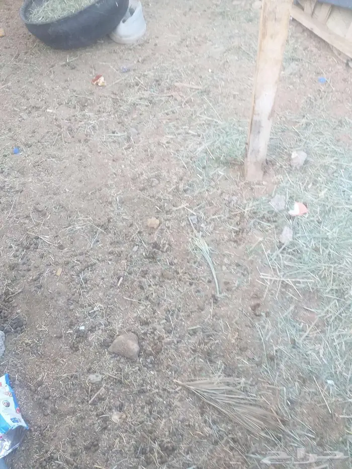 نهجه للبيع 1