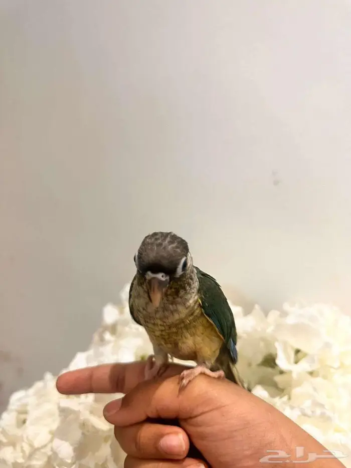 فرخ صن كنيور تركواز مشالله حلوو اليف 2