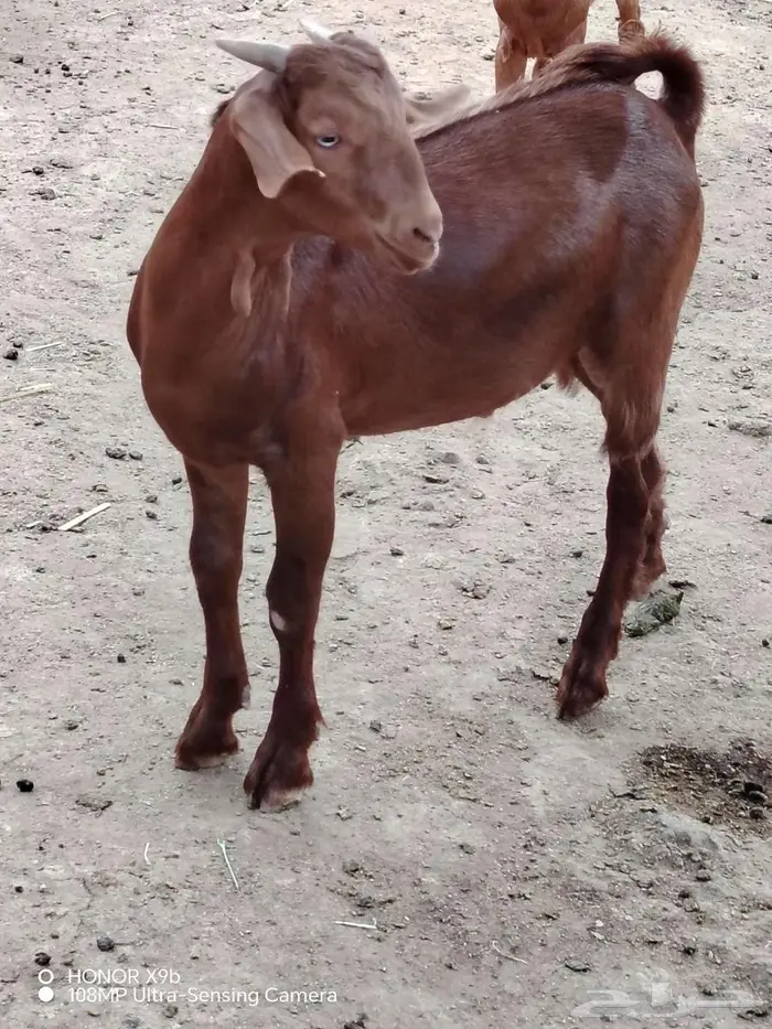 تيس مشروع فحل 1