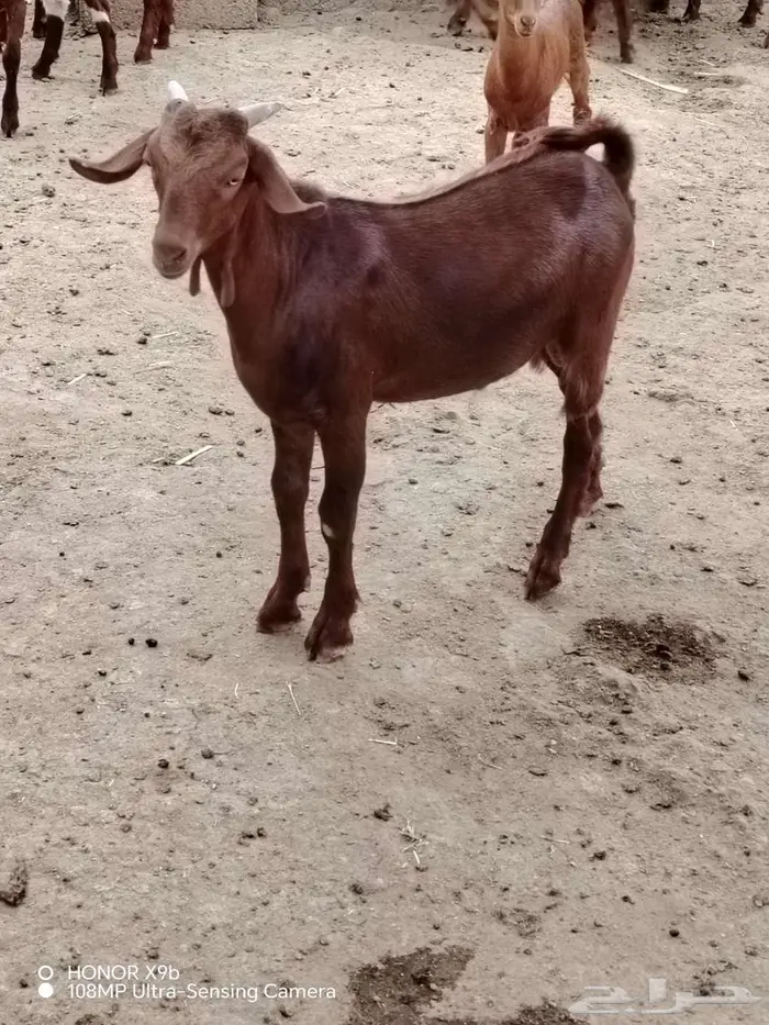 تيس مشروع فحل 0