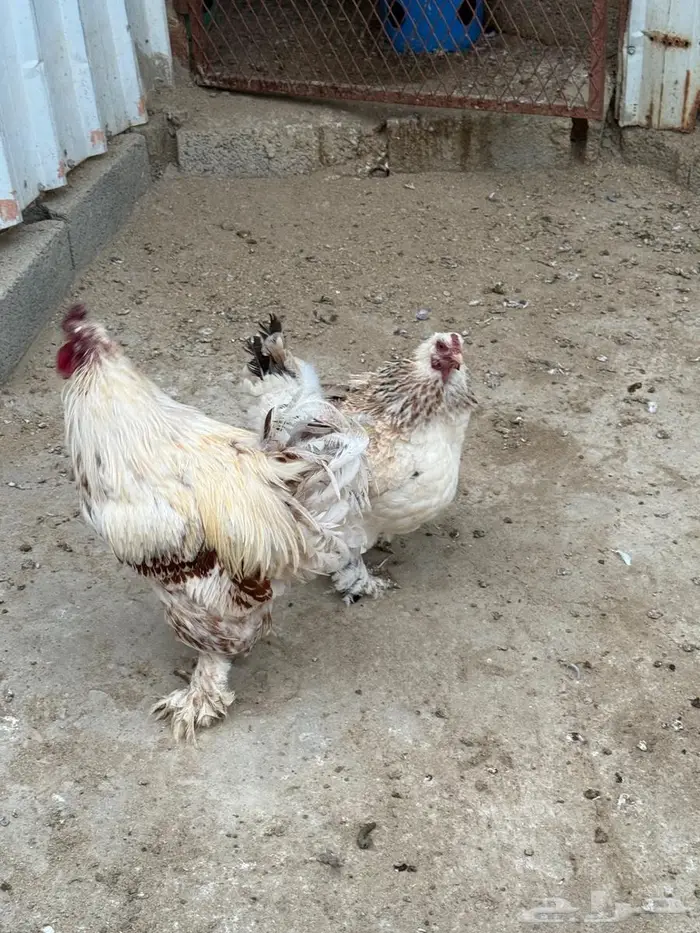 دجاج براهما ذكر وأنثى - النماص 0