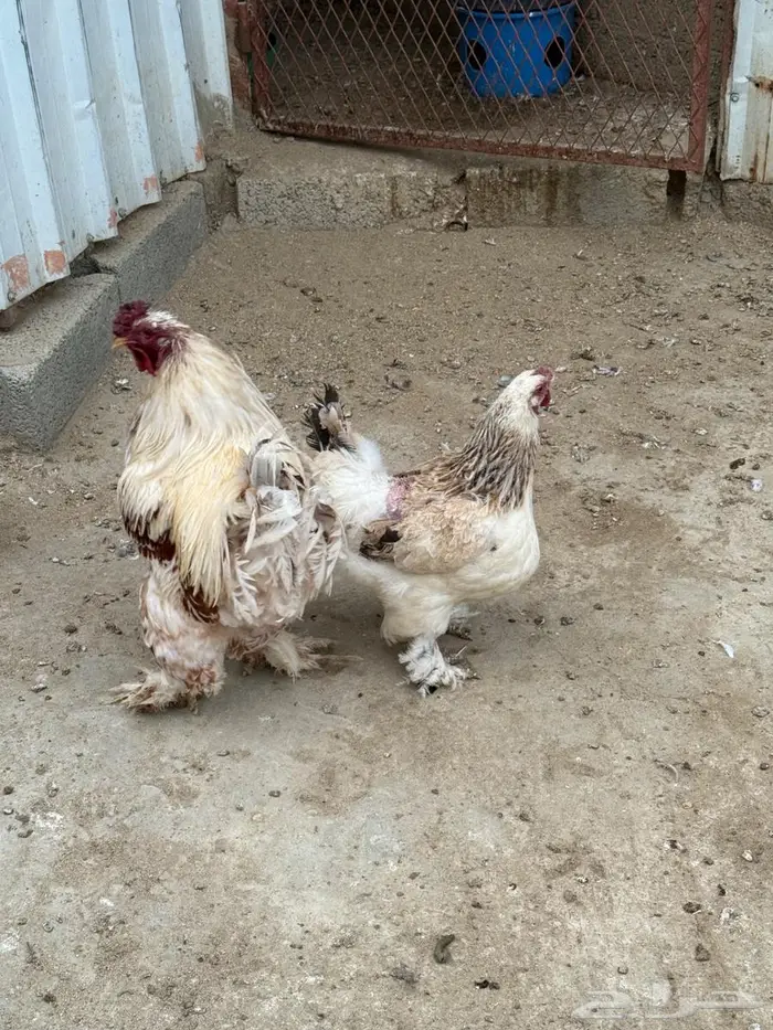 دجاج براهما ذكر وأنثى - النماص 1