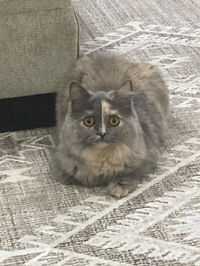 قطة فارسية أنثى اليفه مع الكبير والصغير 0