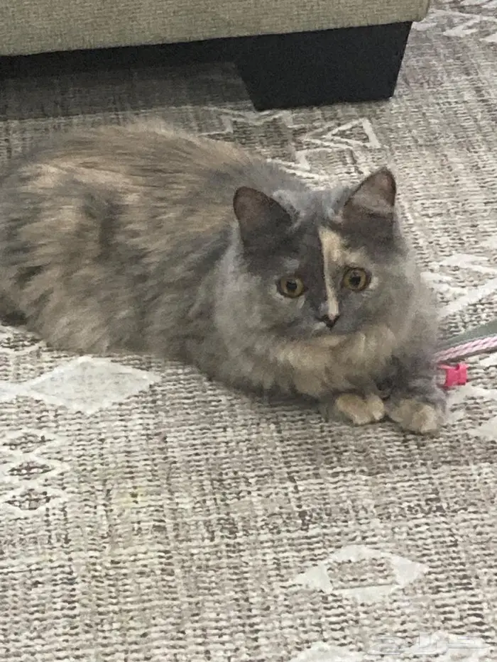 قطة فارسية أنثى اليفه مع الكبير والصغير 1