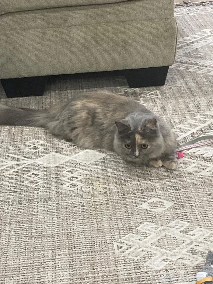 قطة فارسية أنثى اليفه مع الكبير والصغير 2