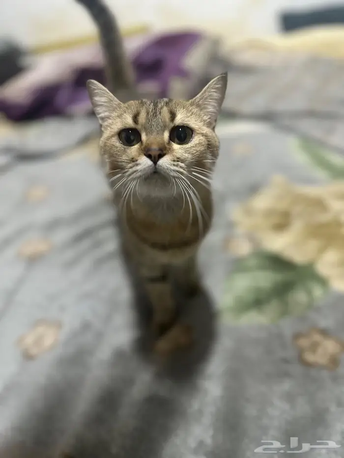 قطط لتبني ذكر   انثى 1