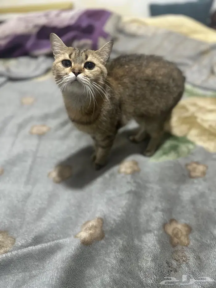 قطط لتبني ذكر   انثى 2