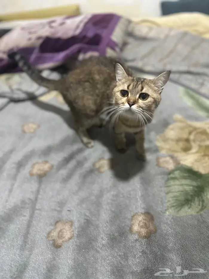 قطط لتبني ذكر   انثى 4