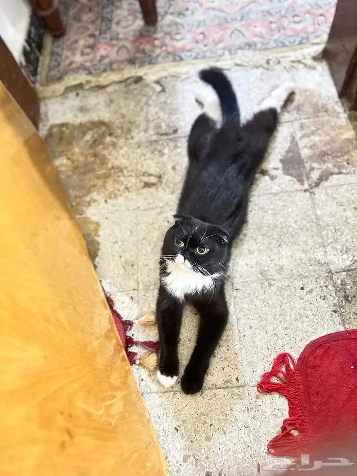 قطط لتبني ذكر   انثى 5