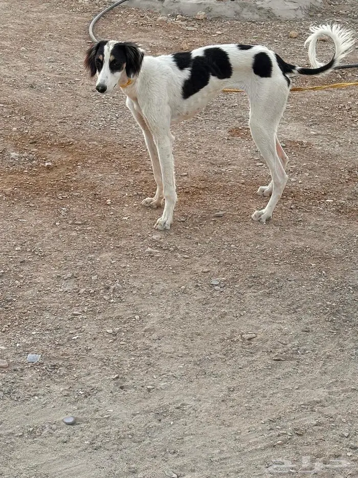 سلوقي صيد مدرب 0