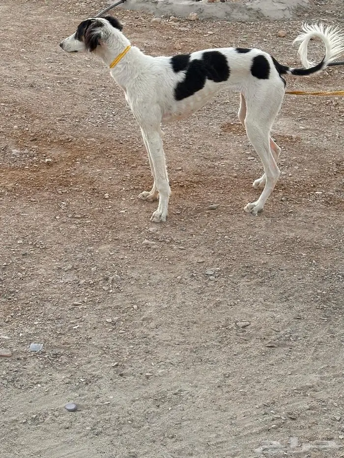 سلوقي صيد مدرب 1