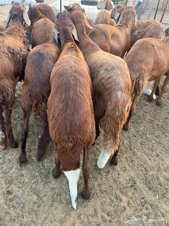 طليان سواكن حمري تربية 1