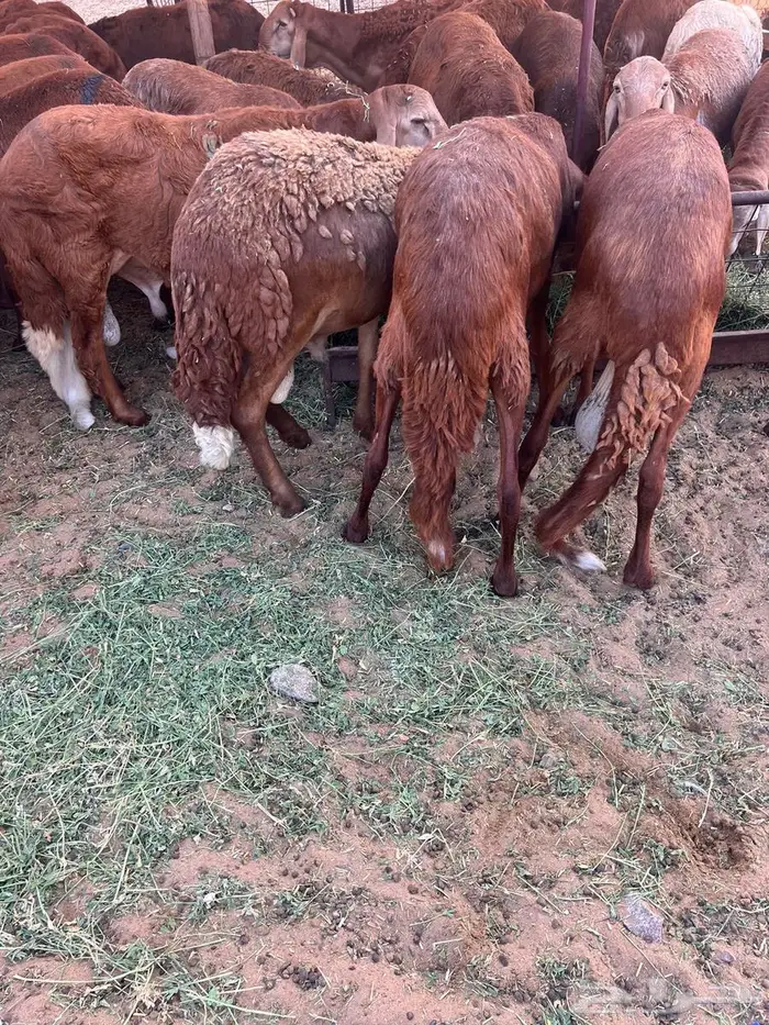 طليان سواكن حمري تربية 2