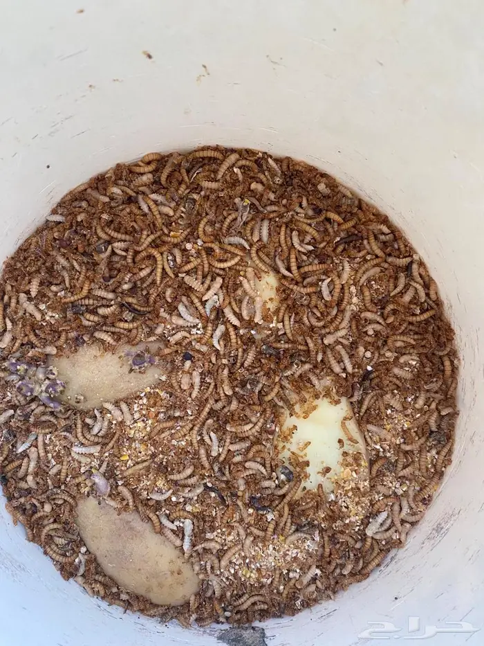 دود قبابي حي 0