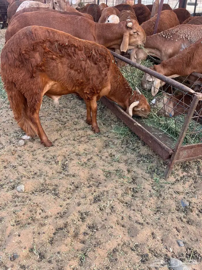 طليان سواكن حمري تربية 0