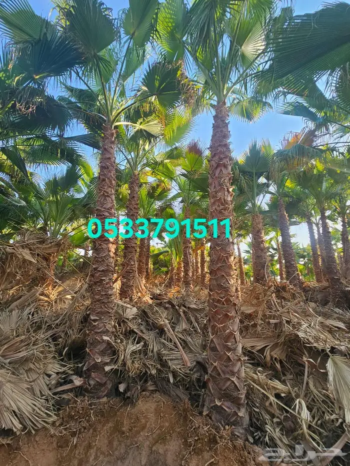 نخل واشنطني زينه 1