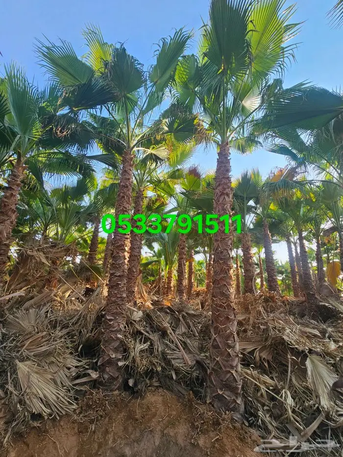 نخل واشنطني زينه 6