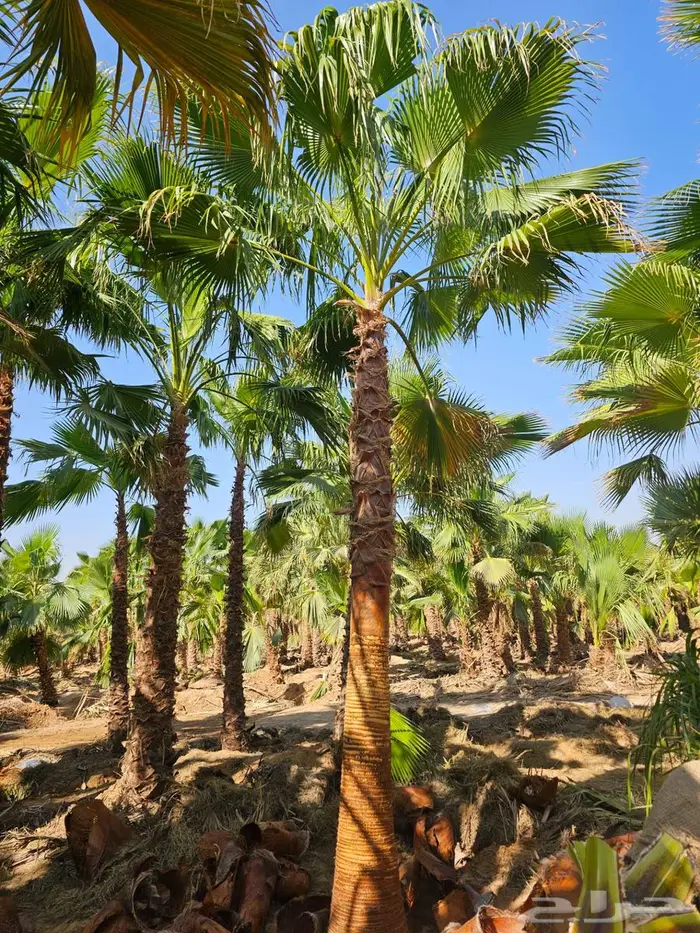 نخل واشنطني زينه 5