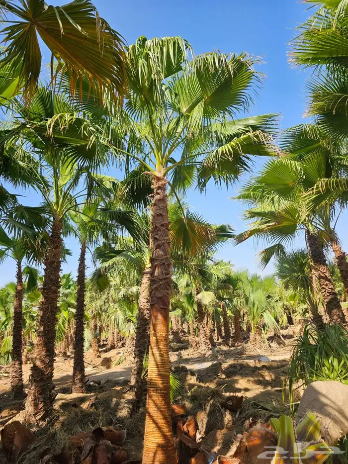 نخل واشنطني زينه 4