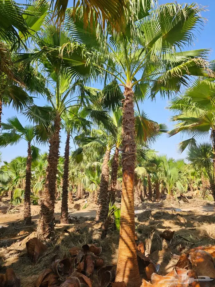 نخل واشنطني زينه 3