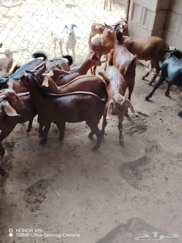 15 بهم اعمار حول 3 شهور 0