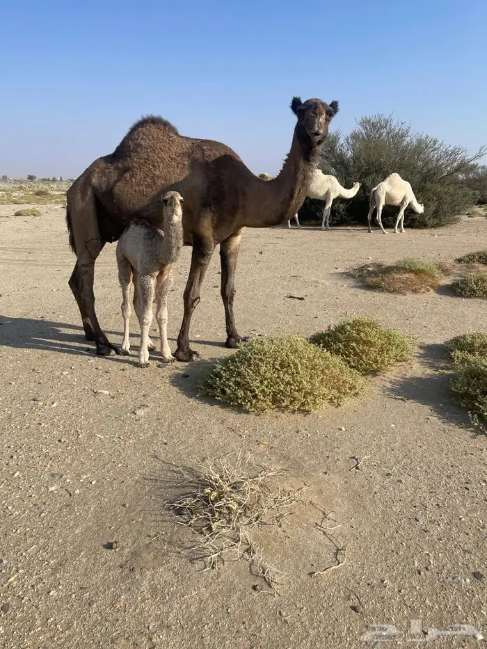 خلفة مصغر حدرها قعود 0