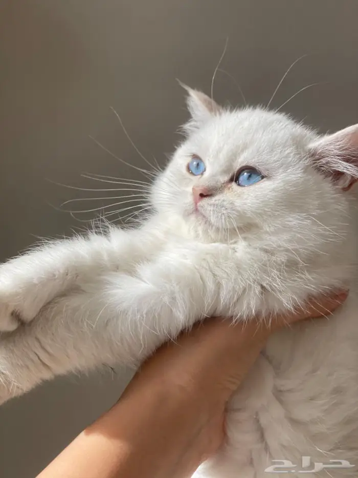 للبيع عمر سنه ونص لمحبين الإنتاج 5