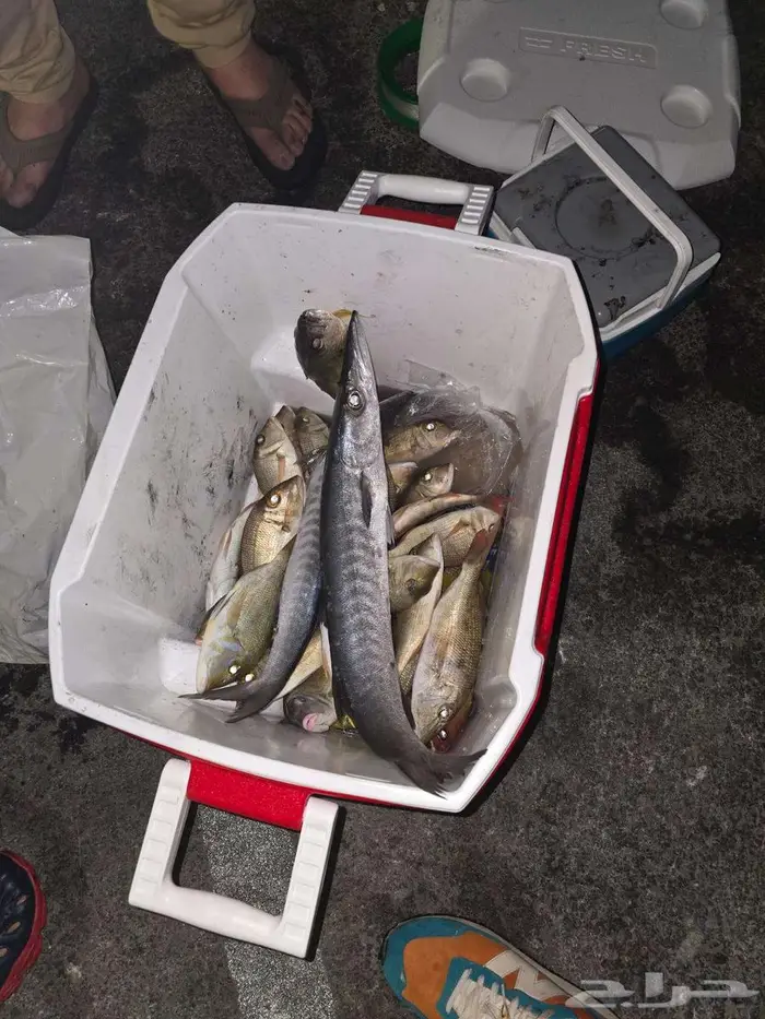 صنارة صيد بايت كاستر عدة صيد سمك  كاستينج  عدة صيد كامله 4