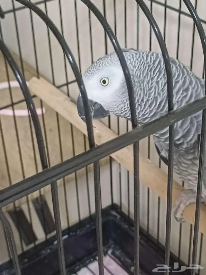 كا سكو متكلم اليف 0