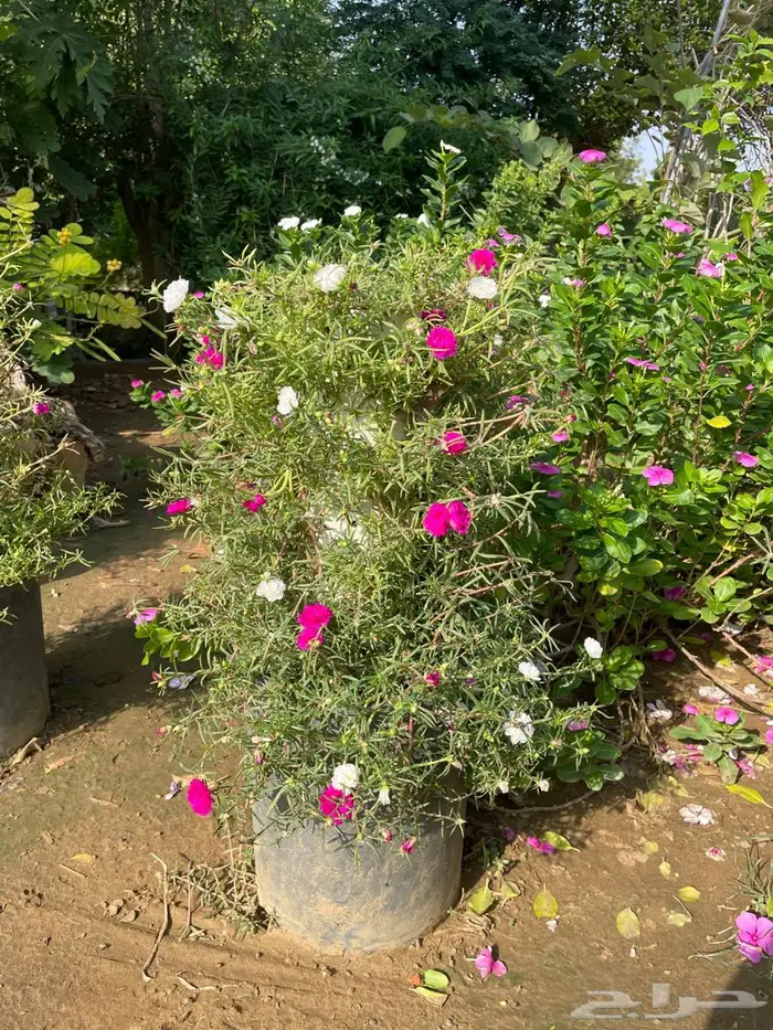 شتلات ورد صباح الخير مضبط بمواصير واصيص شغل مرتب 0