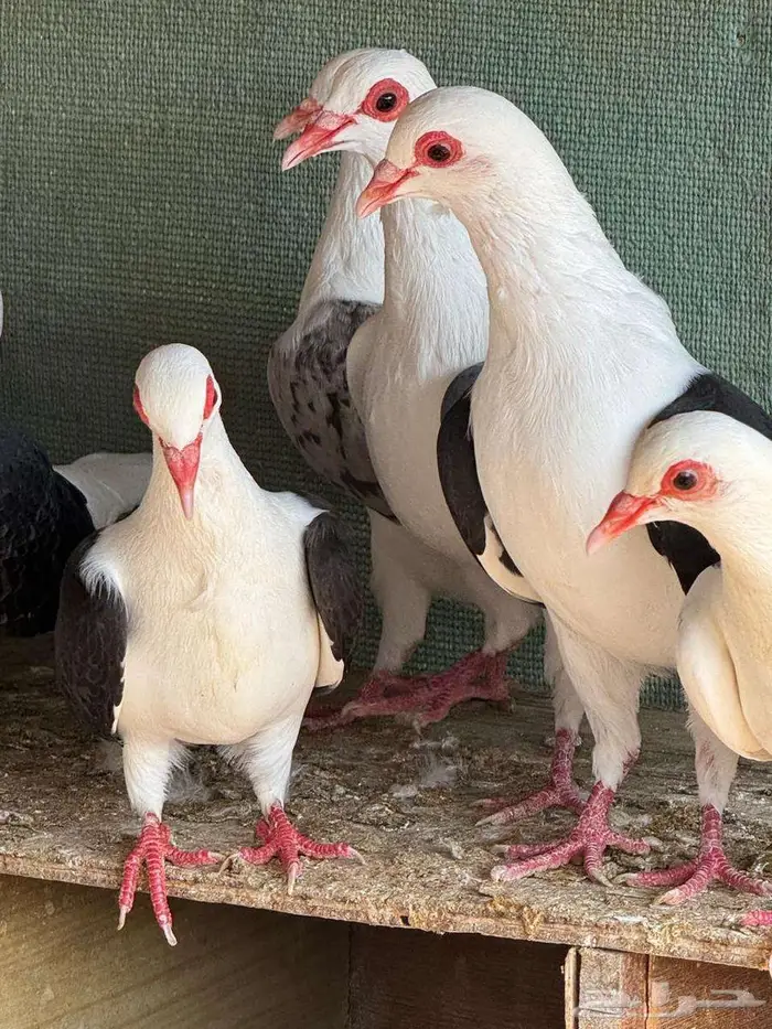 حمام راعبي فرنسي 0