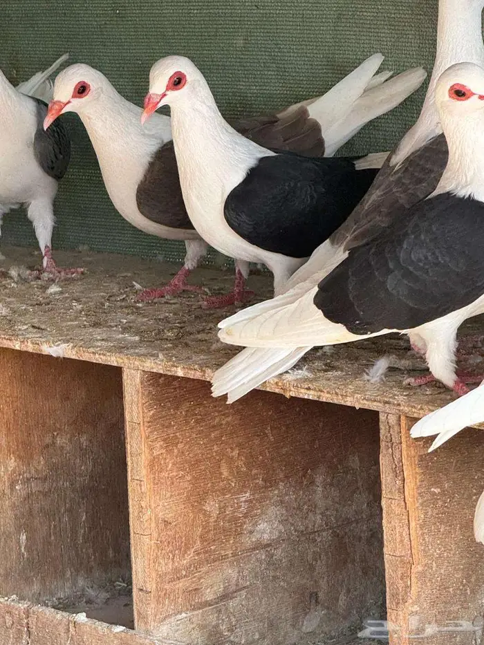 حمام راعبي فرنسي 1