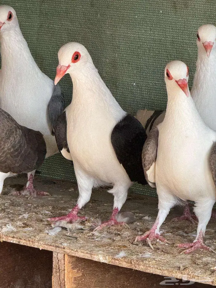 حمام راعبي فرنسي 2