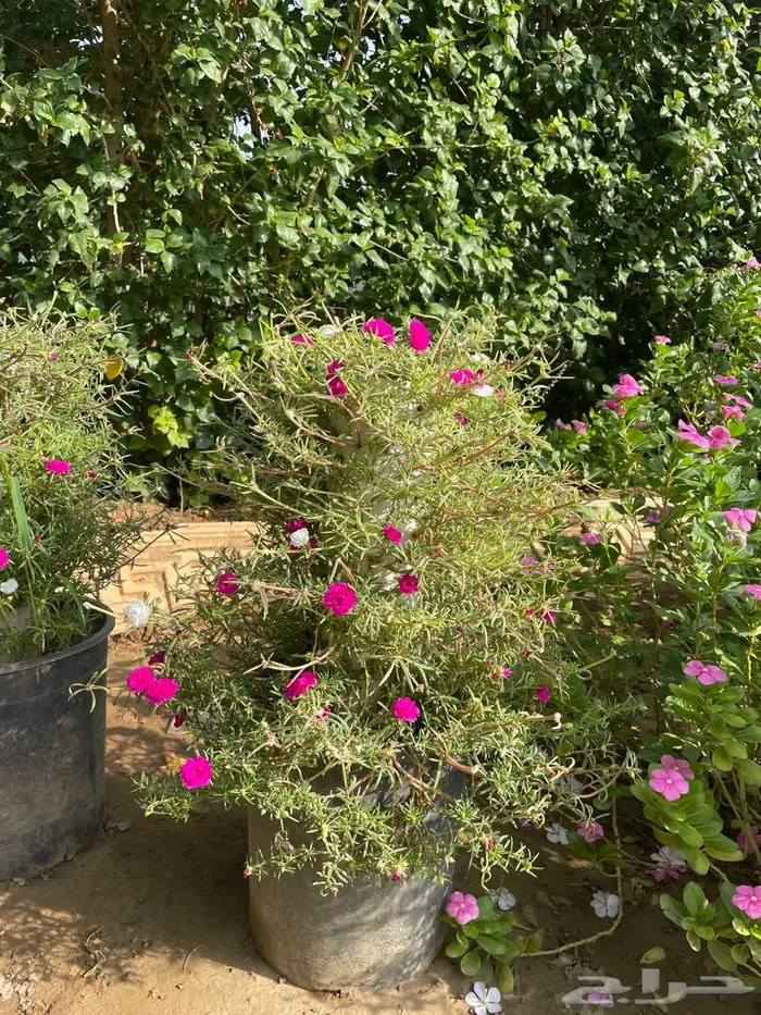 شتلات ورد صباح الخير مضبط بمواصير واصيص شغل مرتب 1