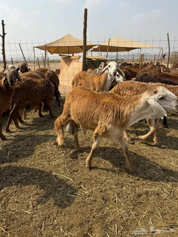 سواكن تربية 1