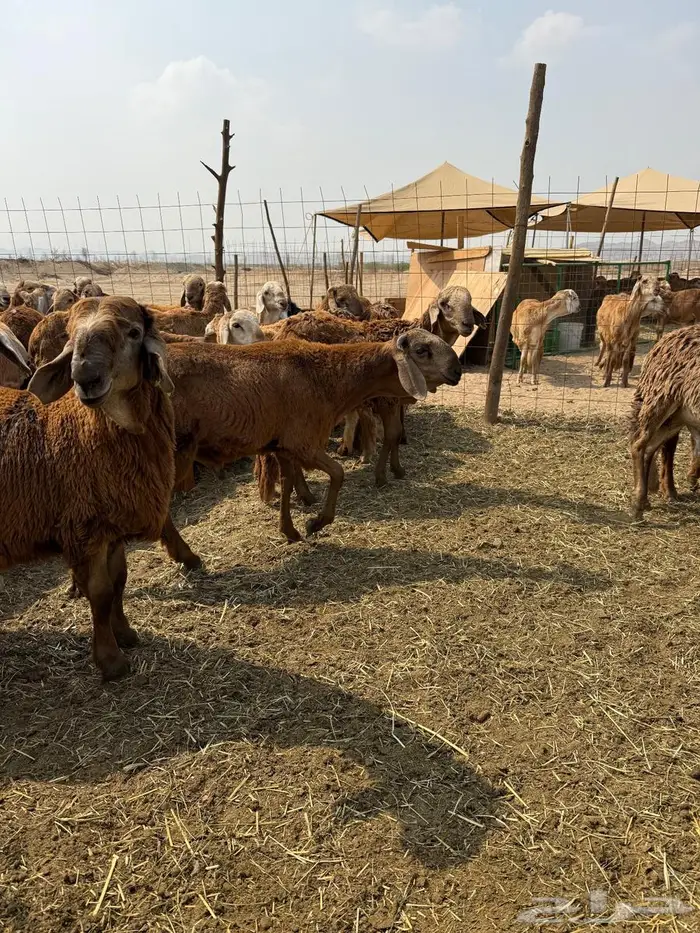 سواكن تربية 2