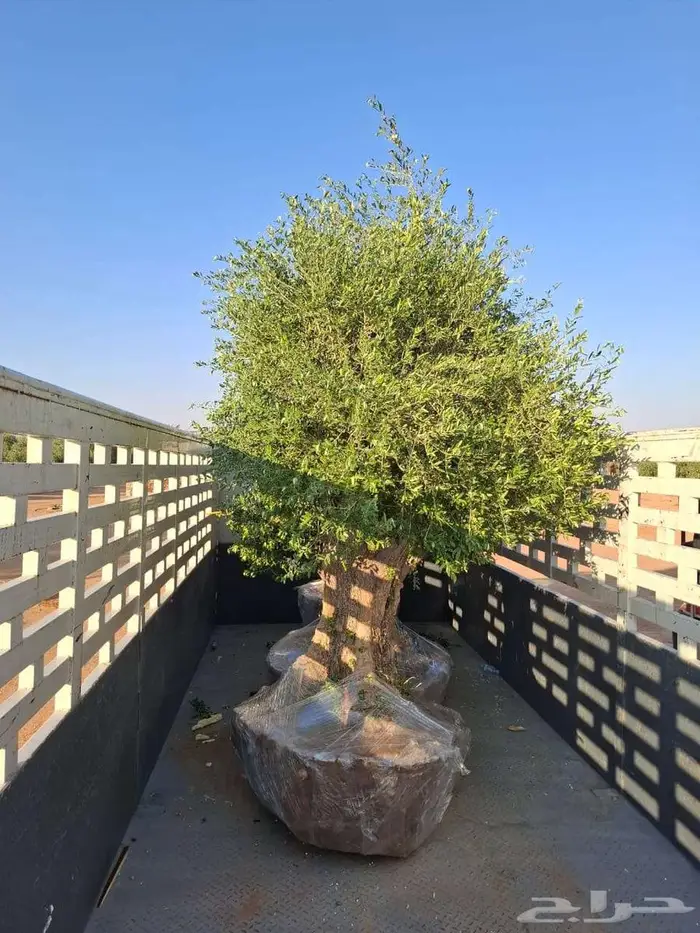 شجر زيتون 1