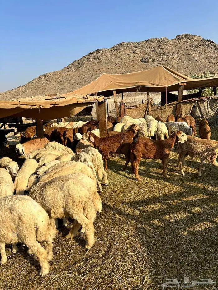 خرفان حري و سواكني ثلاجه - طبخ مندي كابلي 850 الى 1300 1