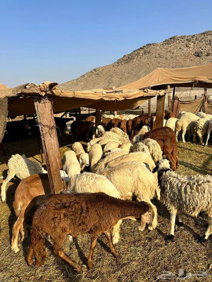 خرفان حري و سواكني ثلاجه - طبخ مندي كابلي 850 الى 1300 0