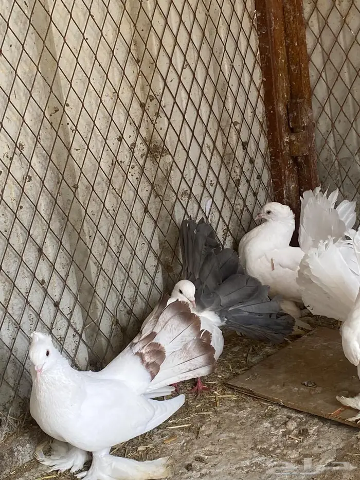 حمام رقاصي 1