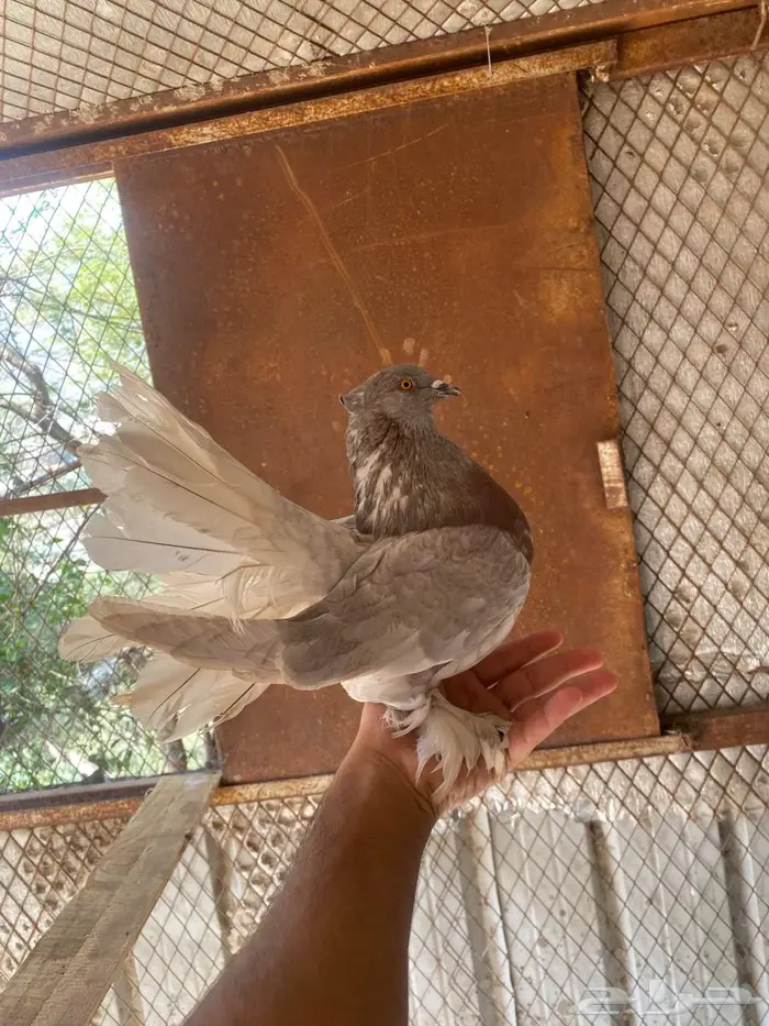 حمام رقاصي 0