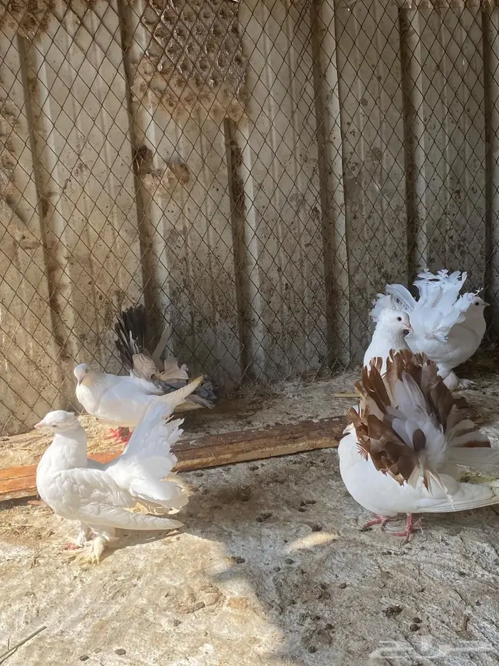 حمام رقاصي 2