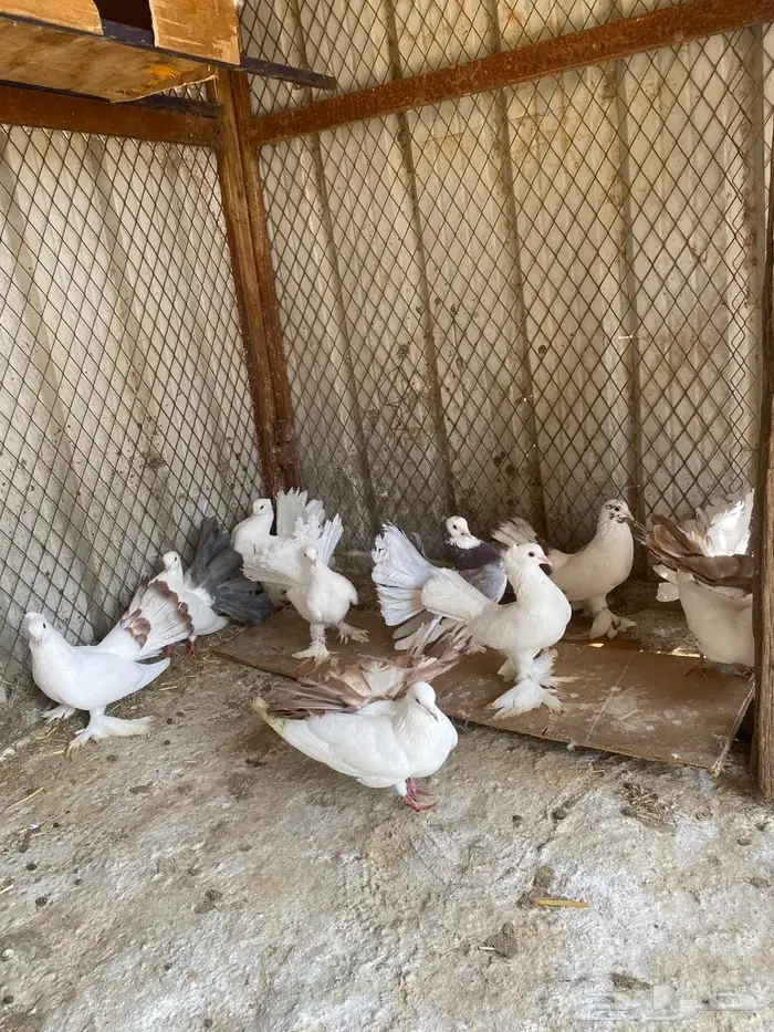 حمام رقاصي 3