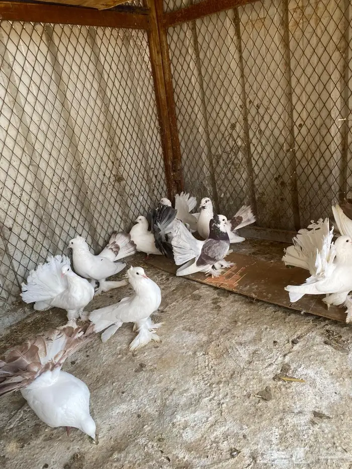 حمام رقاصي 4