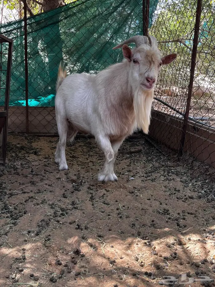 تيس قزمي تشيكي أبيض فحل مستوى 0