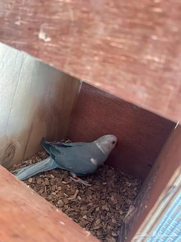 ذكر دره هولندي وايت هد 0