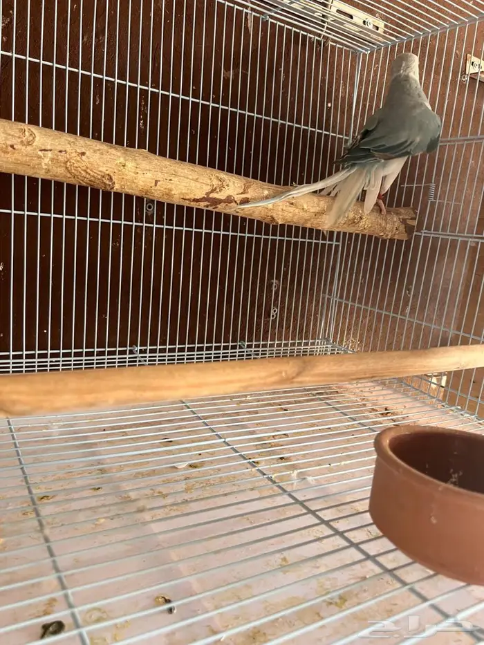 ذكر دره هولندي وايت هد 1