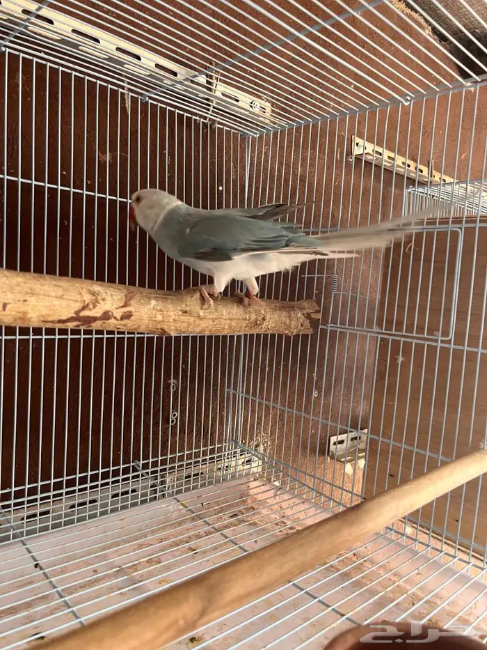 ذكر دره هولندي وايت هد 3